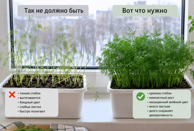 укроп на подоконнике